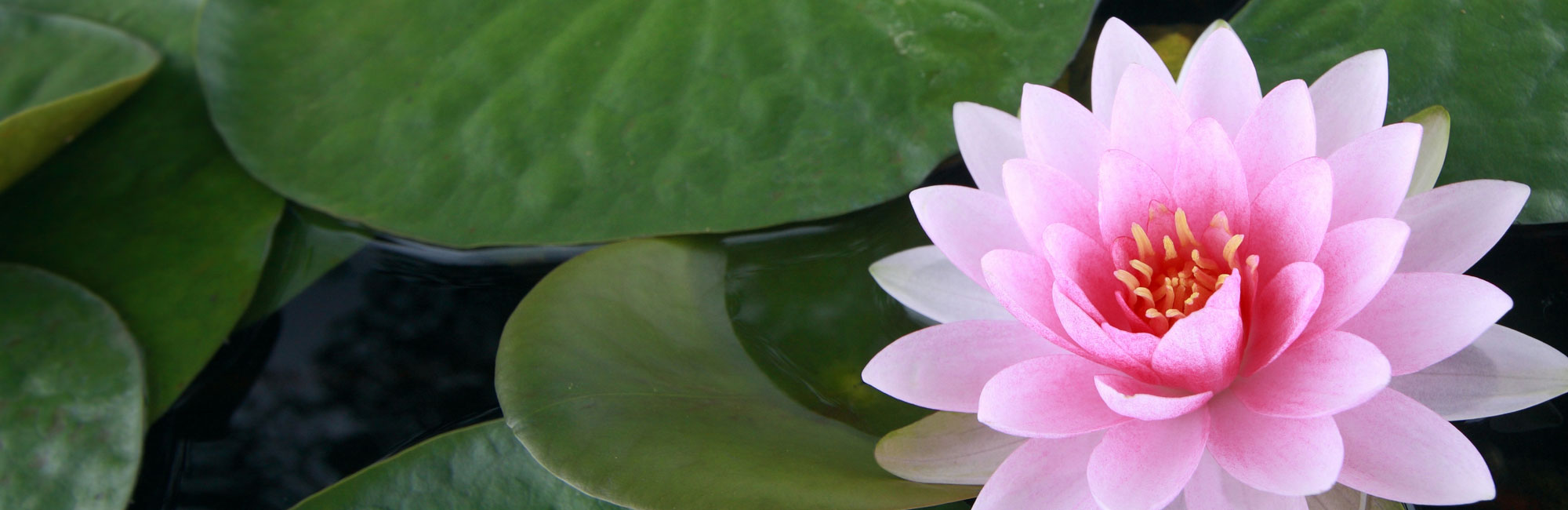 armonia-del-corpo-slide-wide-2