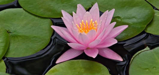 lotus-flower
